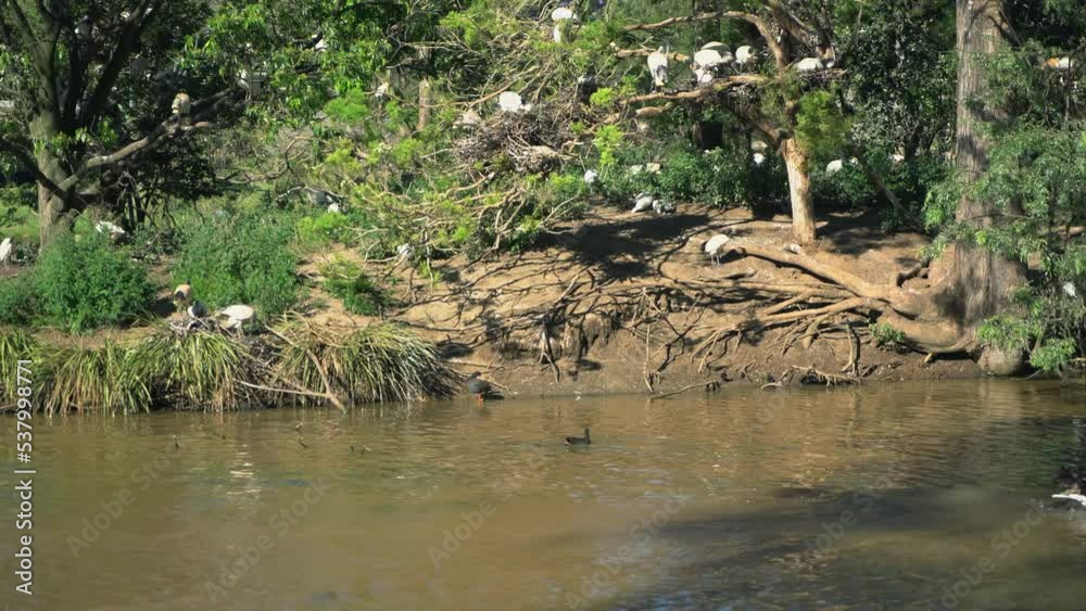 Swan swimming past a Large group of white ibis birds all together on an island nest in nature surrounding a brown lake on a sunny day Swan swimming past a Large group of white ibis birds all together on an island nest in nature surrounding a brown lake on a sunny day
