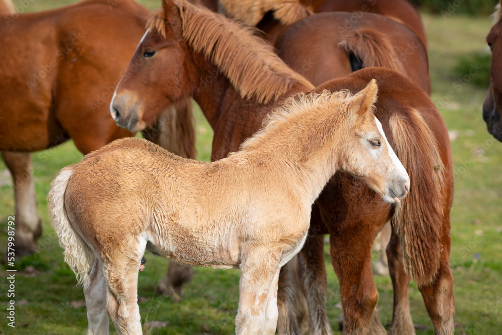 Potro - potrillo de raza Caballo Pirenaico Catalán (cavall pirinenc català) junto a su familia Potro - potrillo de raza Caballo Pirenaico Catalán (cavall pirinenc català) junto a su familia