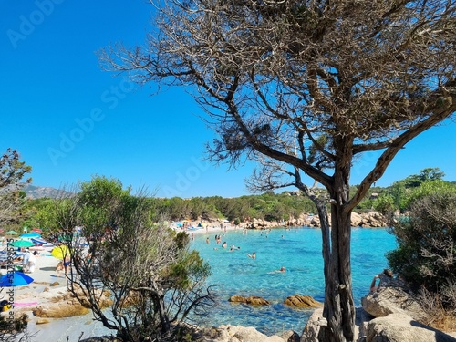Tree at Capriccioli beach east  Arzachena  Costa Smeralda  Sardinia  Italy