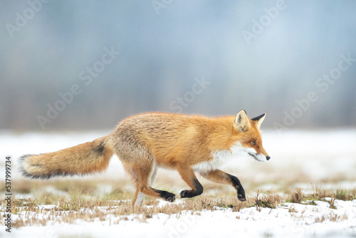 Fox Vulpes vulpes in winter scenery, Poland Europe, animal walking among snow in amazing warm light  © Marcin Perkowski