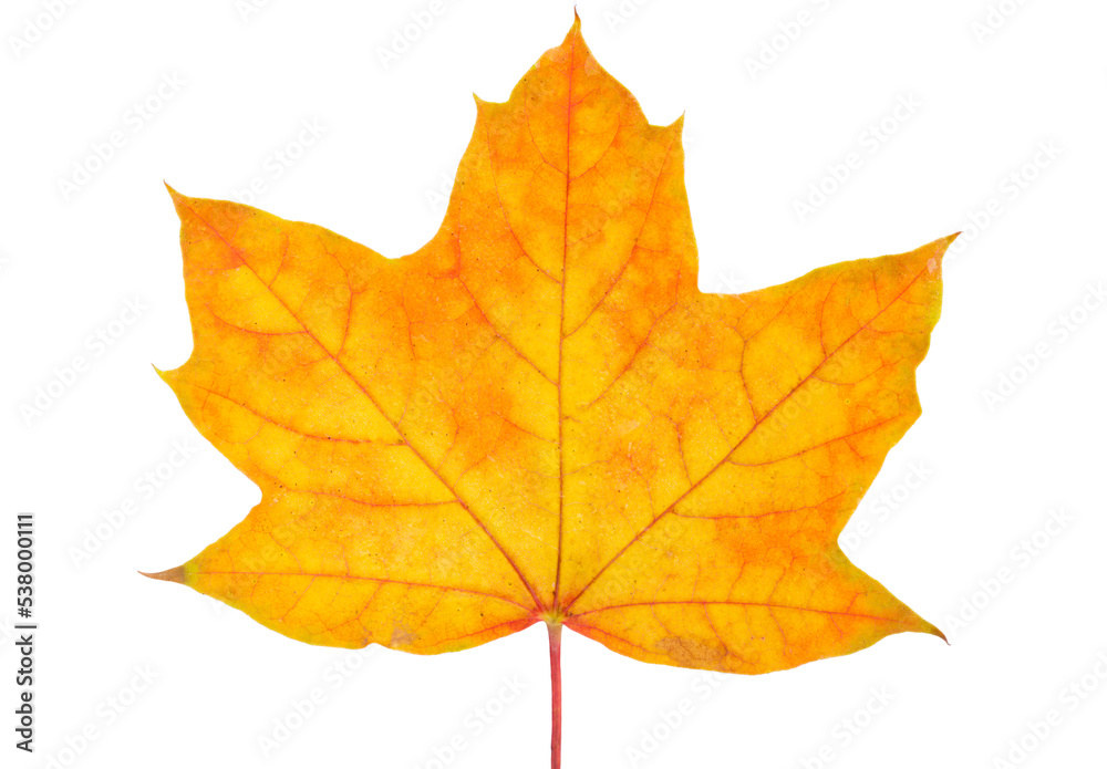 Obraz premium Autumn maple leaves