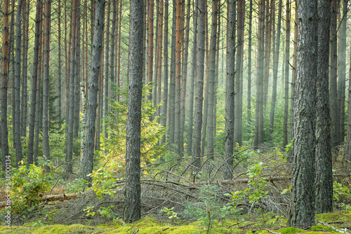 Misty autumn forest. autumn in misty forest. Morning fog in autumn forest Poland Europe  Knyszyn Primeval Forest  birch trees  spruce trees  pine trees