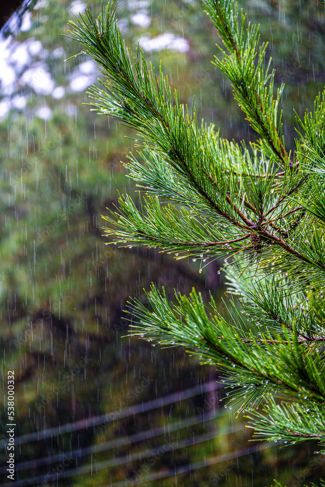 Obraz premium 우중