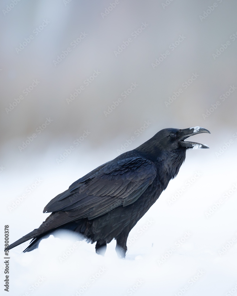 Fototapeta premium beautiful raven Corvus corax sitting on the snow, winter time North Poland Europe 