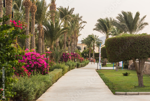 resort with palm trees and paths with flowers in egypt on vacation © thomaseder