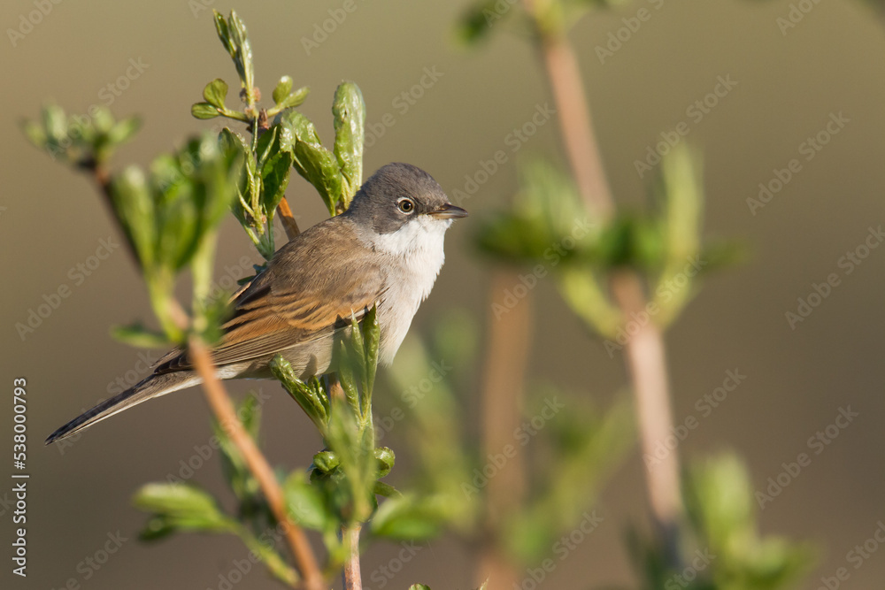Fototapeta premium Bird Whitethroat Sylvia communis male Poland, Europe