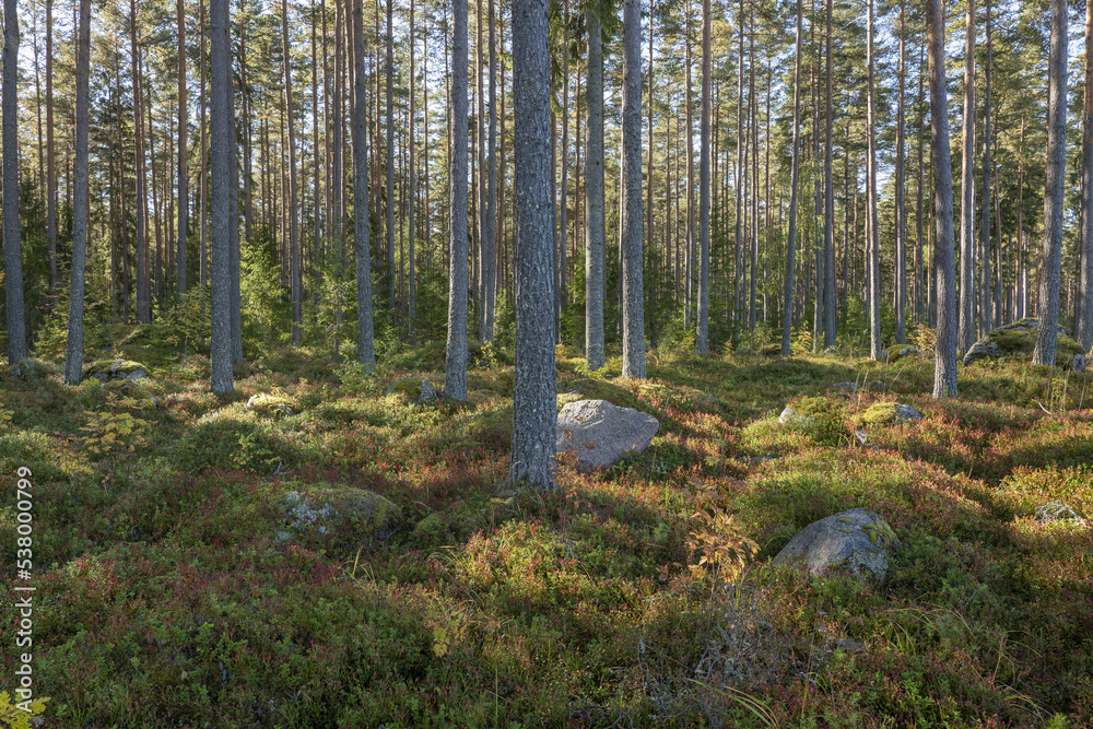 Pine tree forest landscape. Forest therapyand stress relief. Pine tree forest landscape. Forest therapyand stress relief.