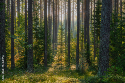 Fototapeta Naklejka Na Ścianę i Meble -  Pine tree forest landscape. Forest therapyand stress relief.