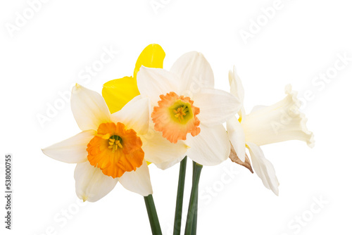 Flowers daffodils isolated