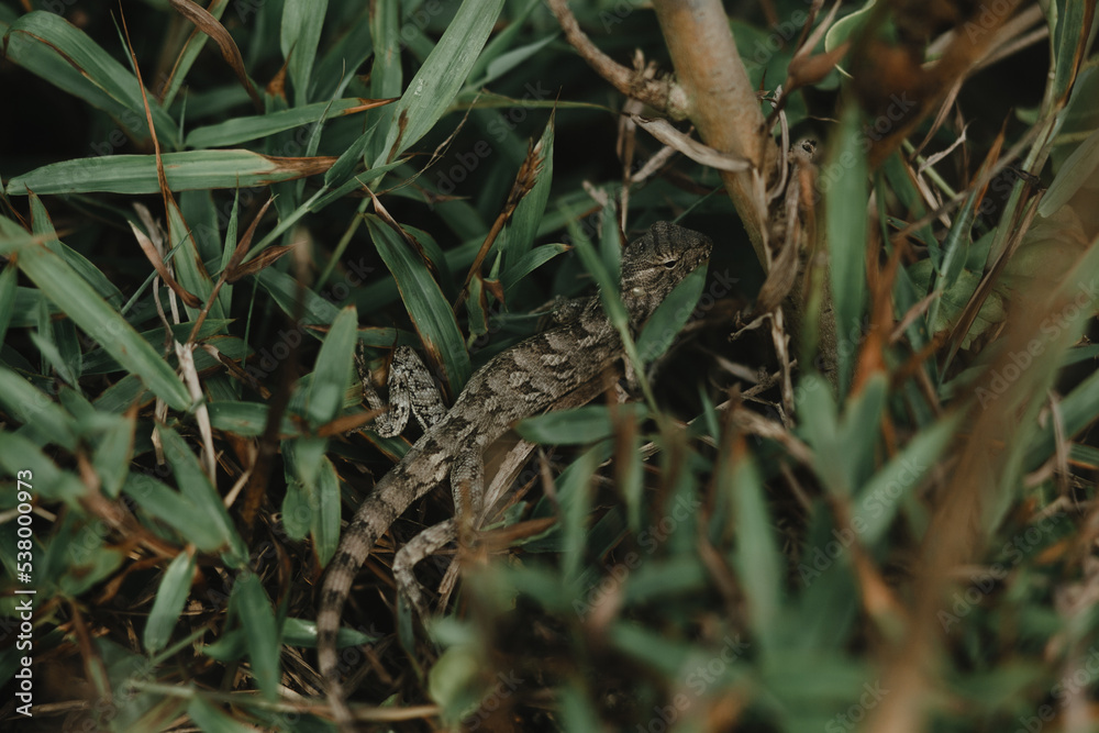 Lizard on the background of grass in Sri Lanka Lizard on the background of grass in Sri Lanka