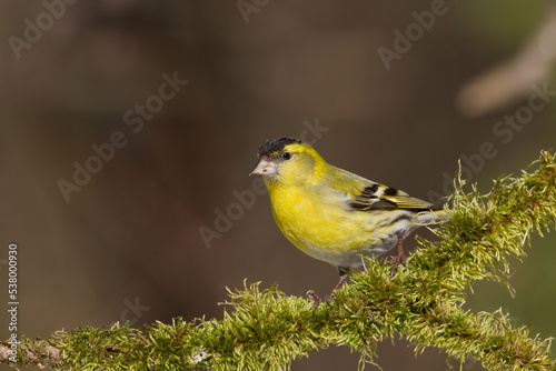 Bird Siskin Carduelis spinus male, small yellow bird, winter time in Poland Europe