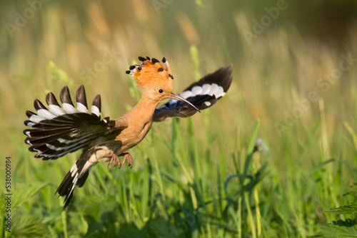 Bird Hoopoe Upupa epops, summer time in Poland Europe flying bird 