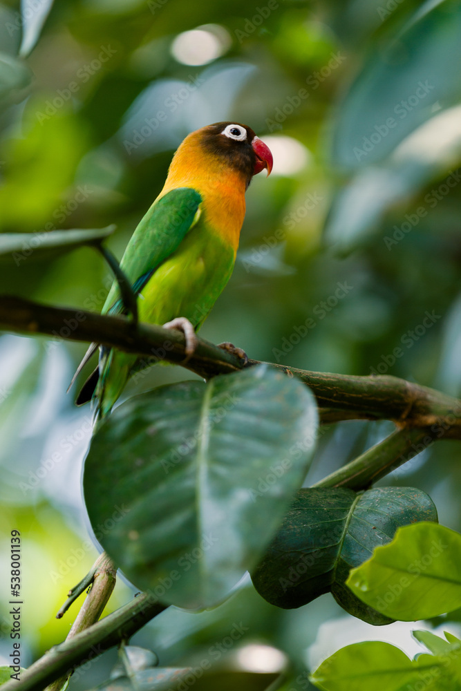 Close up Lovebird in the branch. Close up Lovebird in the branch.
