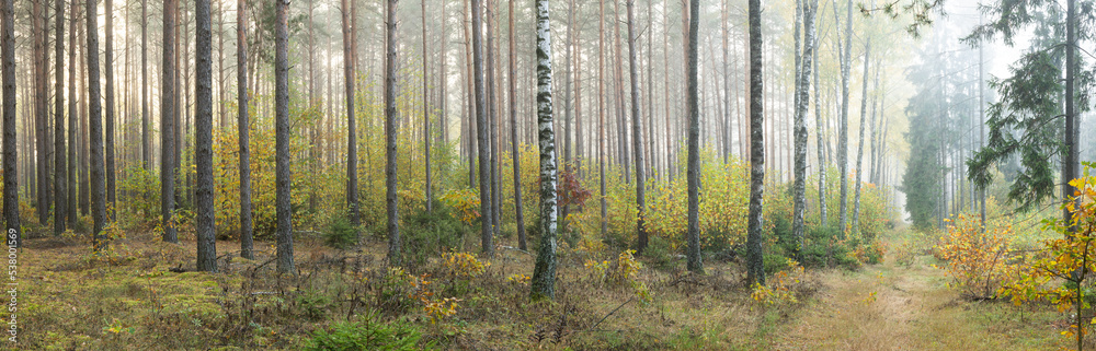 Autumn panorama landscape misty foggy day in Knyszyn Primeval Forest, Poland Europa birch woodland