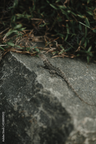 Lizard on a stone in Sri Lanka.  © vov8000