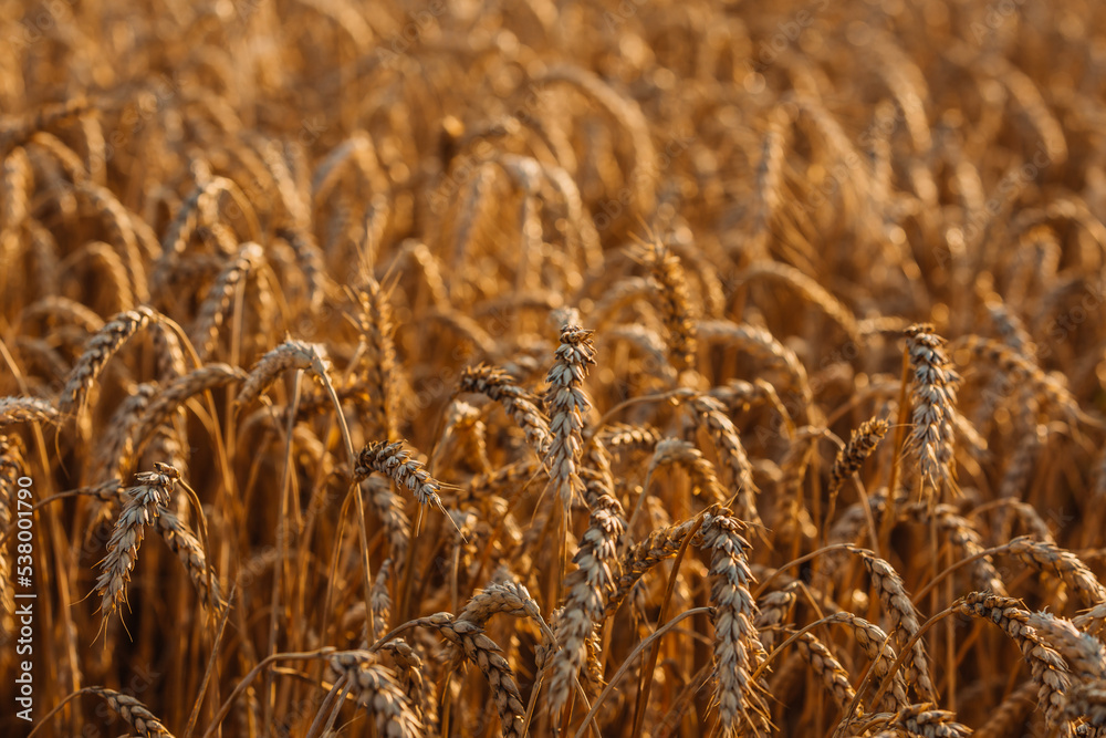 Fototapeta premium Close up of ripe wheat ears. Beautiful backdrop of ripening ears of golden field.
