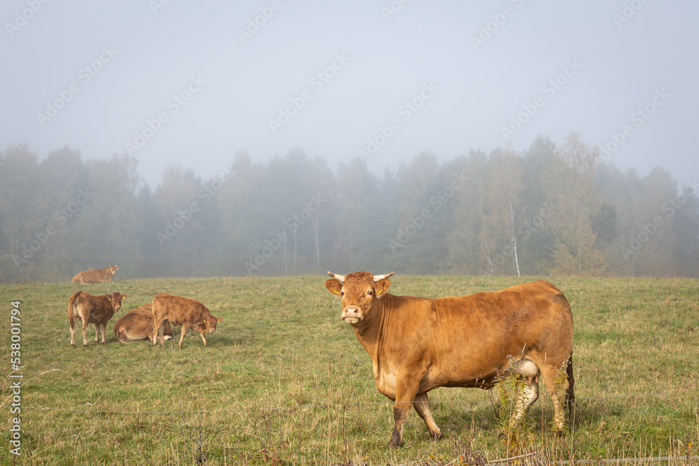 Landscape - pasture with cows, North Eastern part of Poland Europe, Autumn, misty foggy day in meadow Landscape - pasture with cows, North Eastern part of Poland Europe, Autumn, misty foggy day in meadow
