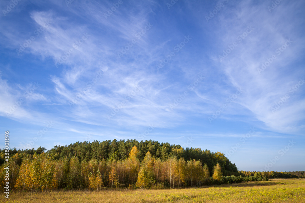 Landscape autumn field with colourful trees, autumn Poland, Europe and amazing blue sky with clouds, sunny day	