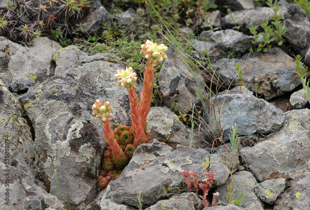 Horsetooth flowers in a rocky area in Erzurum Horsetooth flowers in a rocky area in Erzurum
