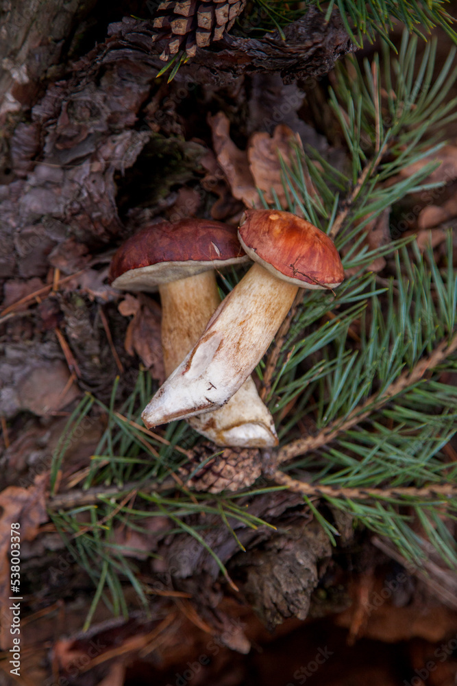 Fototapeta premium Group of wild edible bay bolete known as imleria badia or boletus badius mushroom on old hemp in pine tree forest..