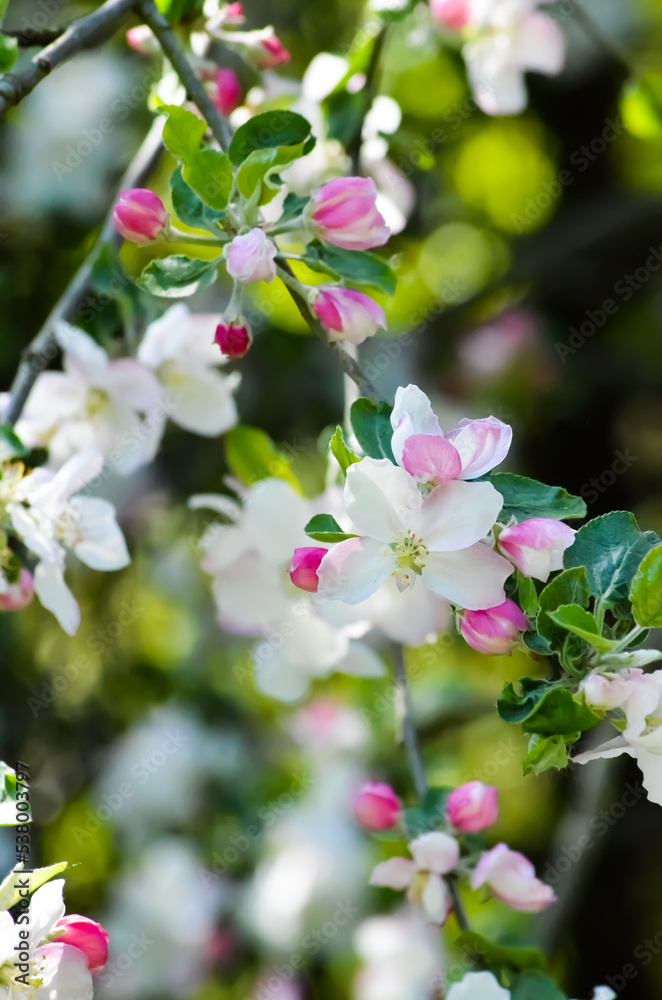 Obraz premium Printemps fleuri