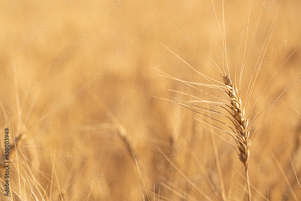 Wheat field on a sunny day. Grain farming, ears of wheat close-up. Agriculture, growing food products. Wheat field on a sunny day. Grain farming, ears of wheat close-up. Agriculture, growing food products.