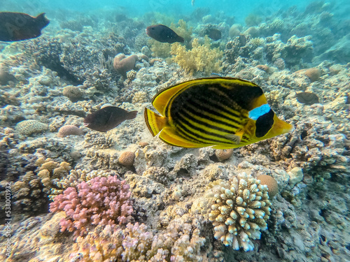 Obraz na płótnie Diagonal butterflyfish (Chaetodon fasciatus) at the Red Sea coral reef