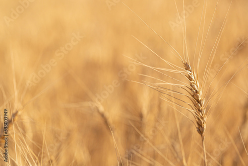 Wheat field on a sunny day. Grain farming  ears of wheat close-up. Agriculture  growing food products.