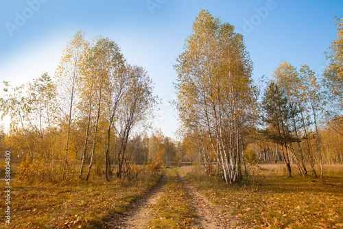 Road in the autumn birch forest against the blue sky.
