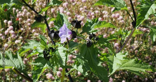 Nicandra physalodes | Apple-of-Peru or shoo-fly plant with attractive bell-shaped and flower buds lantern-like pale-violet flowers with white throats photo
