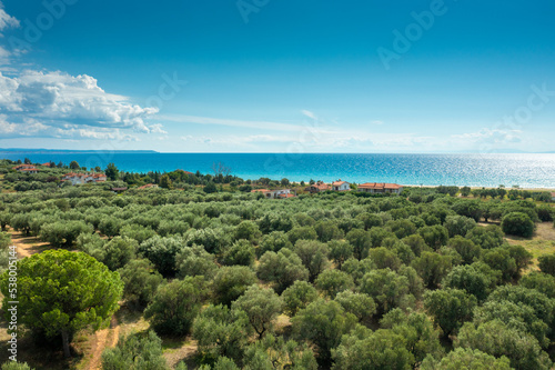 Olive plantation on the hill against the sea on an autumn sunny day. Greece