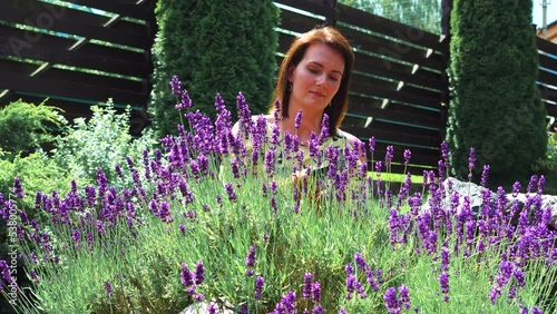 Works on landscaping in the garden in Provence style. Landscape designer at work. Caring for french lavender plants. Pruning lavender. Woman gardener cuts flowers on a blooming lavender bush. 