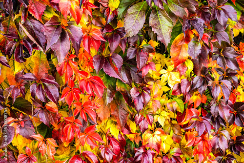 bunte Blätter der selbstkletternde Jungfernrebe im Herbst