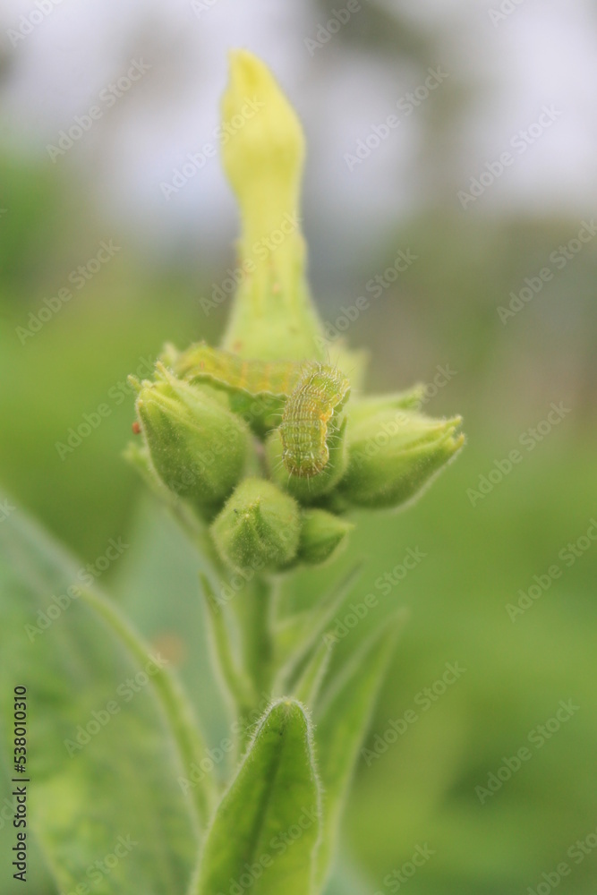 Green caterpillar on tobacco flower in the afternoon
Green caterpillar on tobacco flower in the afternoon