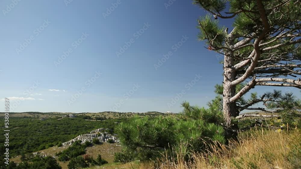Windy rocky valley with grass, pines and junipers, blue sky with white clouds. Spacious distances with a one-sided pine tree and clouds leaving shadows on the surface of the earth. Windy rocky valley with grass, pines and junipers, blue sky with white clouds. Spacious distances with a one-sided pine tree and clouds leaving shadows on the surface of the earth.