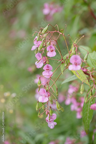 Pink blossoms of ornamental jewel weed  Impatiens glandulifera .