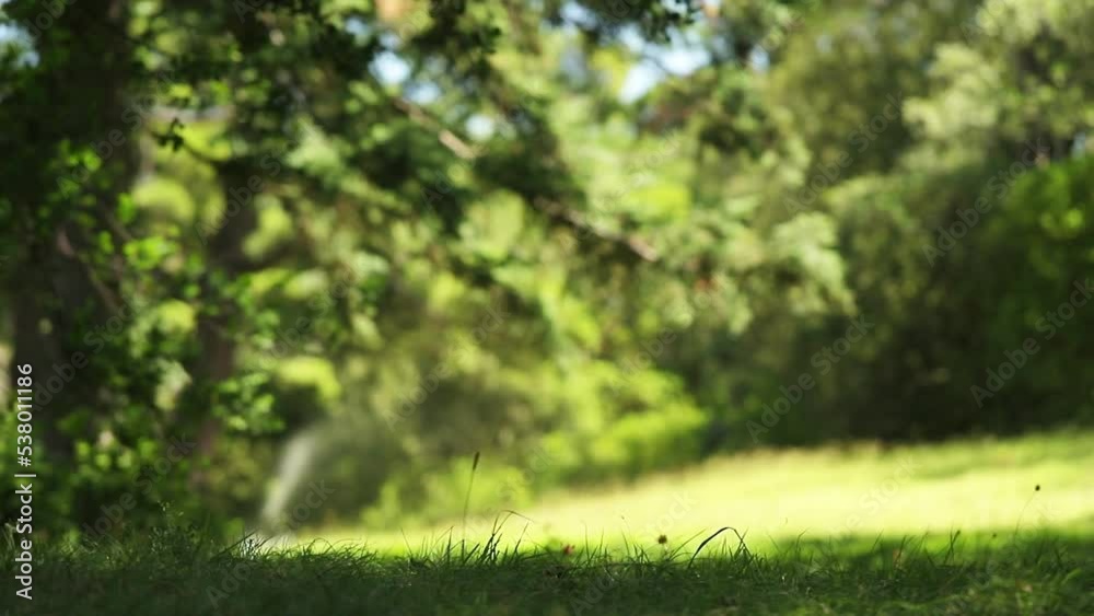 Blurred background of automatic watering of a park area with green grass and trees glistening in the wind on a sunny summer day. Automatic watering of the lawn, green lawn in the park. Blurred background of automatic watering of a park area with green grass and trees glistening in the wind on a sunny summer day. Automatic watering of the lawn, green lawn in the park.