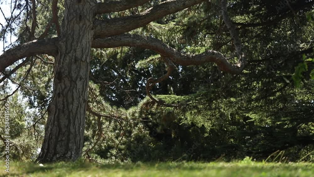 Automatic sprinkler in a park area with green grass, woodland and a large old tree covered with bark. Automatic sprinkler in a park area with green grass, woodland and a large old tree covered with bark.