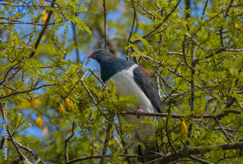 Kereru New Zealand Native Wood Pigeon eating Kowhai Flower photo