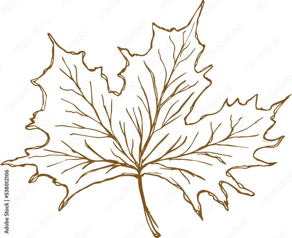 Fototapeta premium hand-drawn maple leaf, vector illustration