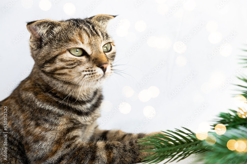 Domestic cat on a light background with defocus lights. Christmas and New Year with pets, selective focus.