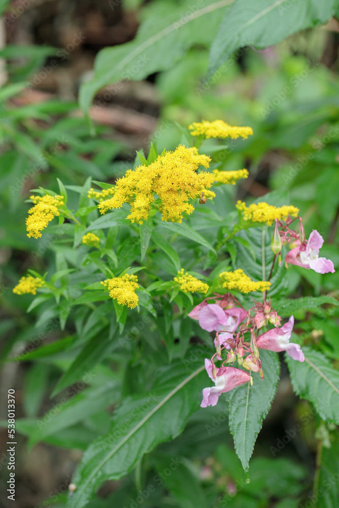 Common weeds in fall. Goldenrod (Solidago) and ornamental jewel weed (Impatiens glandulifera). Common weeds in fall. Goldenrod (Solidago) and ornamental jewel weed (Impatiens glandulifera).