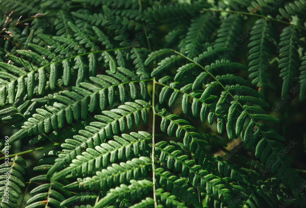 Leaves of a natural, green fern close-up, selective, blurred focus. Fern in the forest background and texture. Dark green fern leaves close-up.