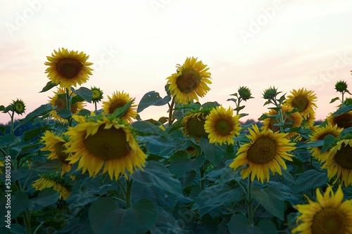 Yellow sunflower flowers on a large agricultural field. The concept of agro-industrial complex and production of seeds and food.