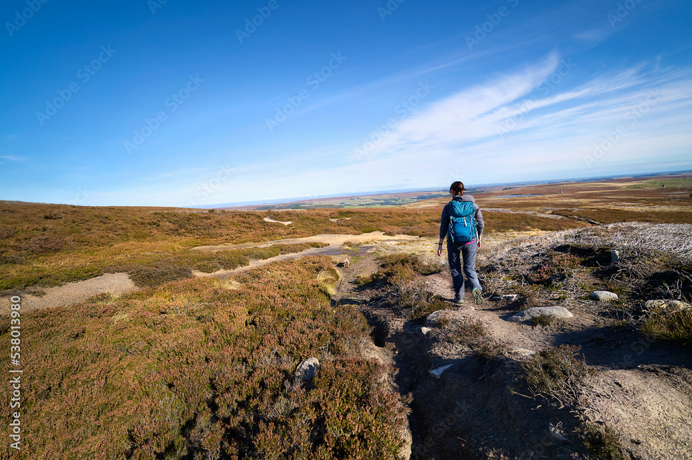 A female hiker walking in the remote heather moors below Bolt's Law near Blanchland in Northumberland near the County Durham border in England, UK.