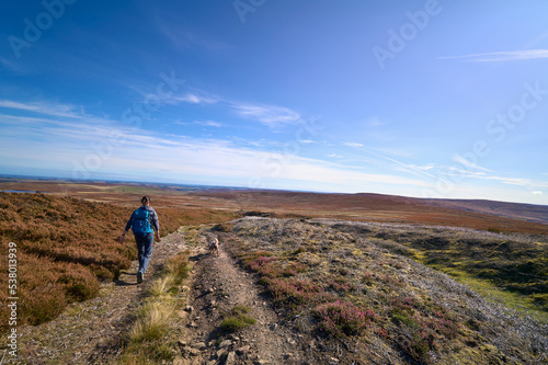 A female hiker walking in the remote heather moors below Bolt's Law near Blanchland in Northumberland near the County Durham border in England, UK.