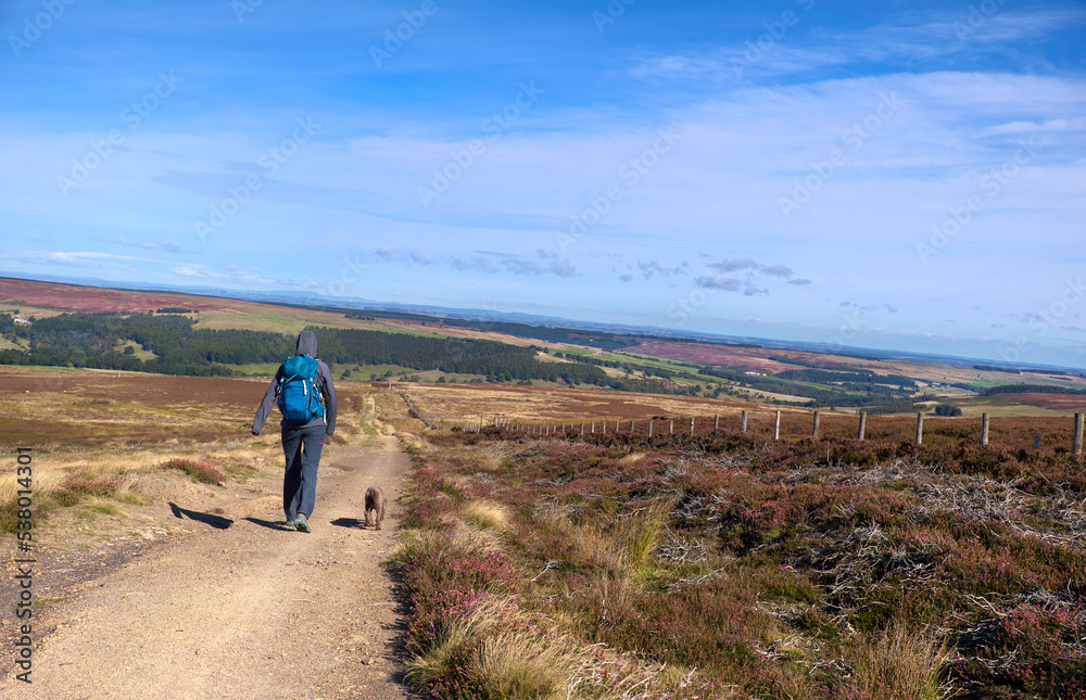 A hiker and their dog walking along a dirt trail, path that runs through moorland above Blanchland on a sunny day, England, UK.