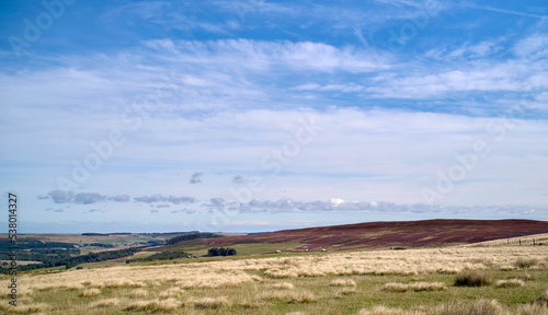 Hill farming. Sheep grazing on Edmondbyers Moors above Blanchland in Northumberland, England UK. © Duncan Andison