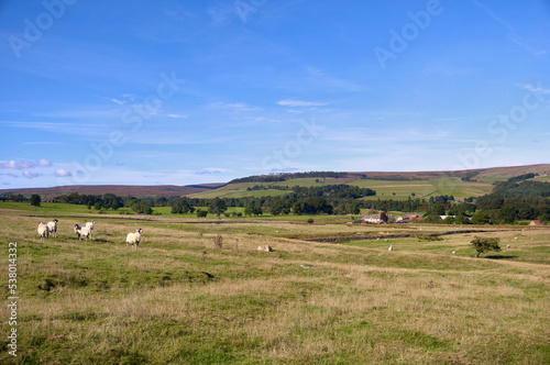 Hill farming. Sheep grazing on Edmondbyers Moors above Blanchland in Northumberland, England UK.