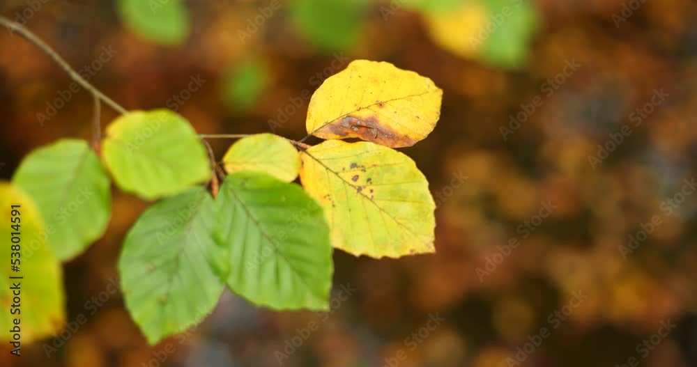 Colorful autumn leaves on tree branch moving slowly in the autumn breeze, Outdoor shot, real time, shallow depth of field, no people. Colorful autumn leaves on tree branch moving slowly in the autumn breeze, Outdoor shot, real time, shallow depth of field, no people.